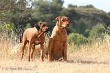 RODESIAN RIDGEBACK 243